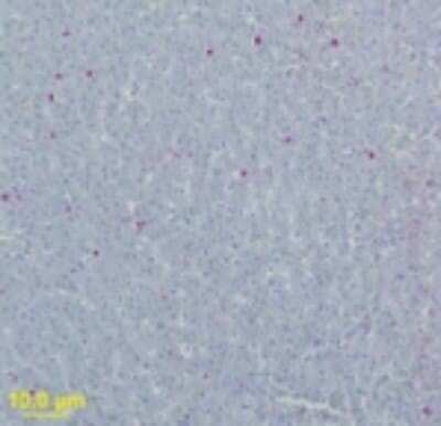 Immunohistochemistry-Paraffin: West Nile Virus MP Antibody - BSA Free [NB100-56743]